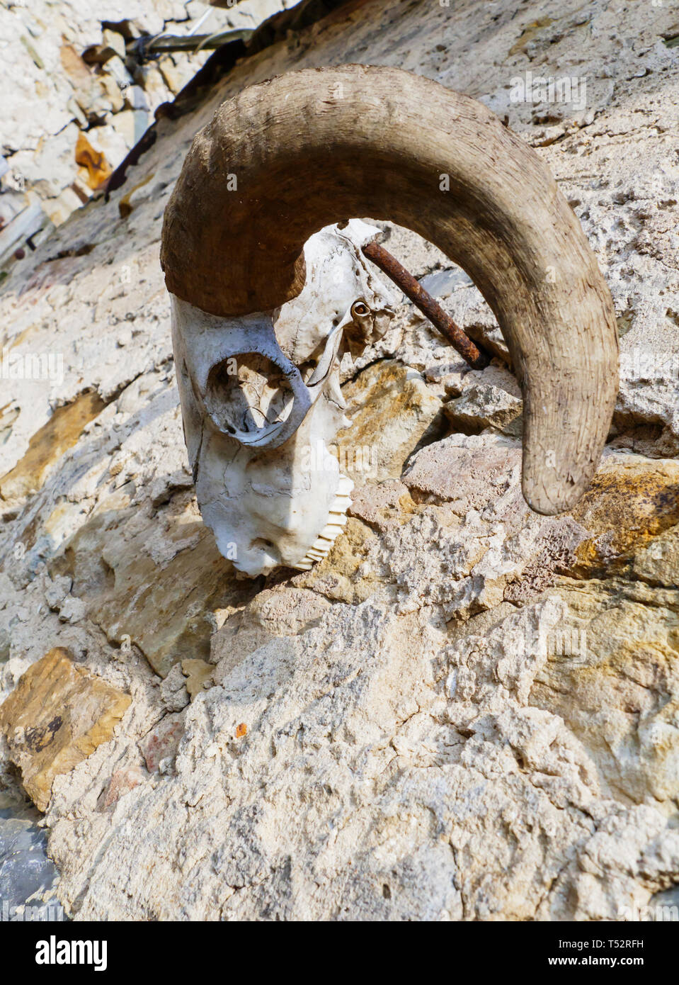 Schädel, skelett einer Ziege, mit großen, gebogenen Hörner, hängt an einer Mauer Stock Photo