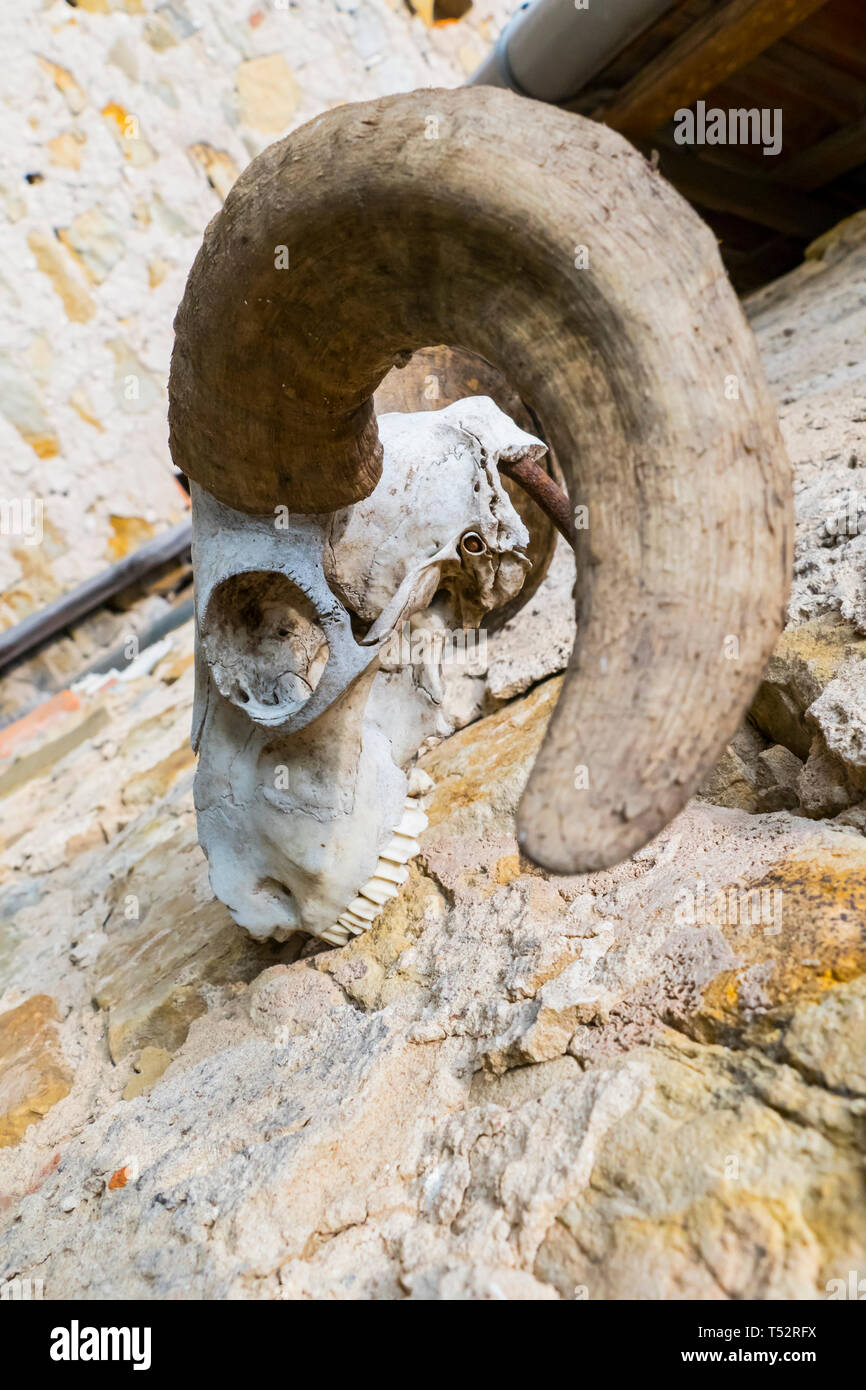 Schädel, skelett einer Ziege, mit großen, gebogenen Hörner, hängt an einer Mauer Stock Photo
