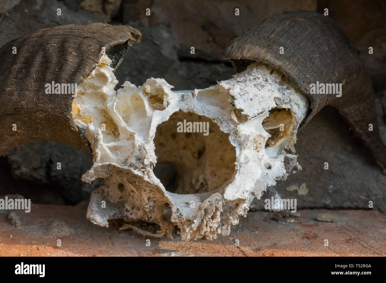 Schädel, skelett einer Ziege, mit großen, gebogenen Hörner, hängt an einer Mauer Stock Photo