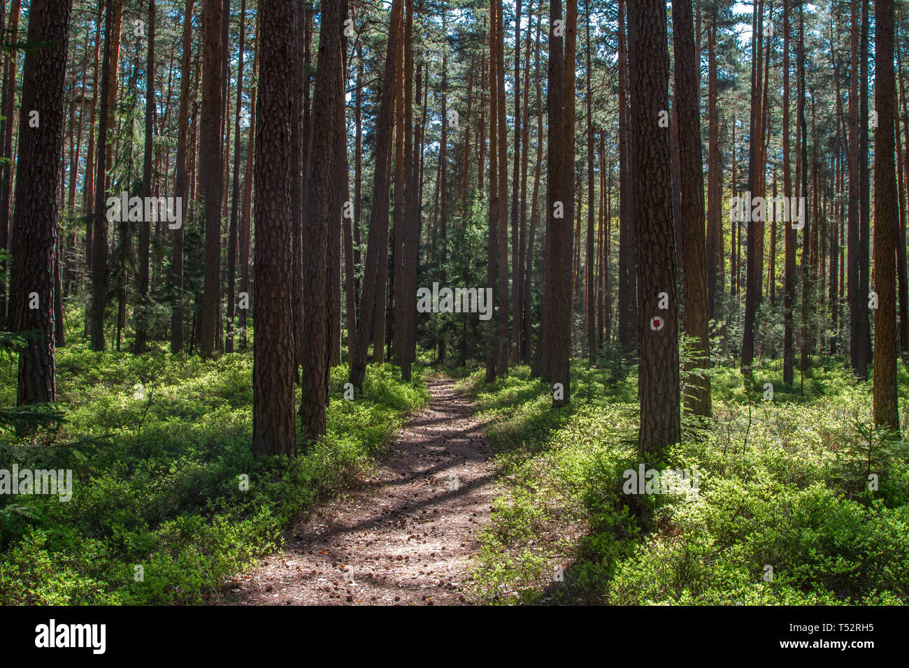 Wanderweg im Wald - Erlebnisweg Heinrichs, Waldviertel, Austria Stock ...