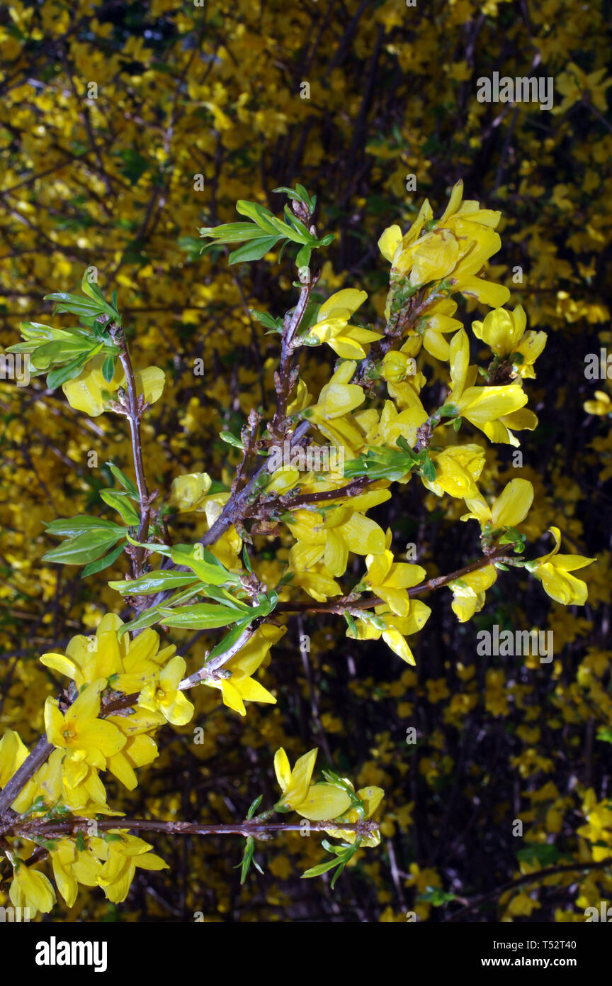 Forsythia Suspensa Flowering Close Up Stock Photo Alamy Forsythia Suspensa Flowering Close Up Stock Photo Alamy