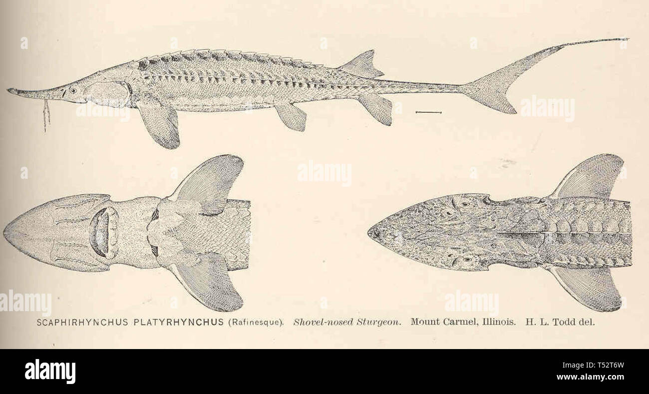 Scaphirynchus platyrhynchus Rafinesque Shortnosed Sturgeon Mount Carmel Illinois Stock Photo