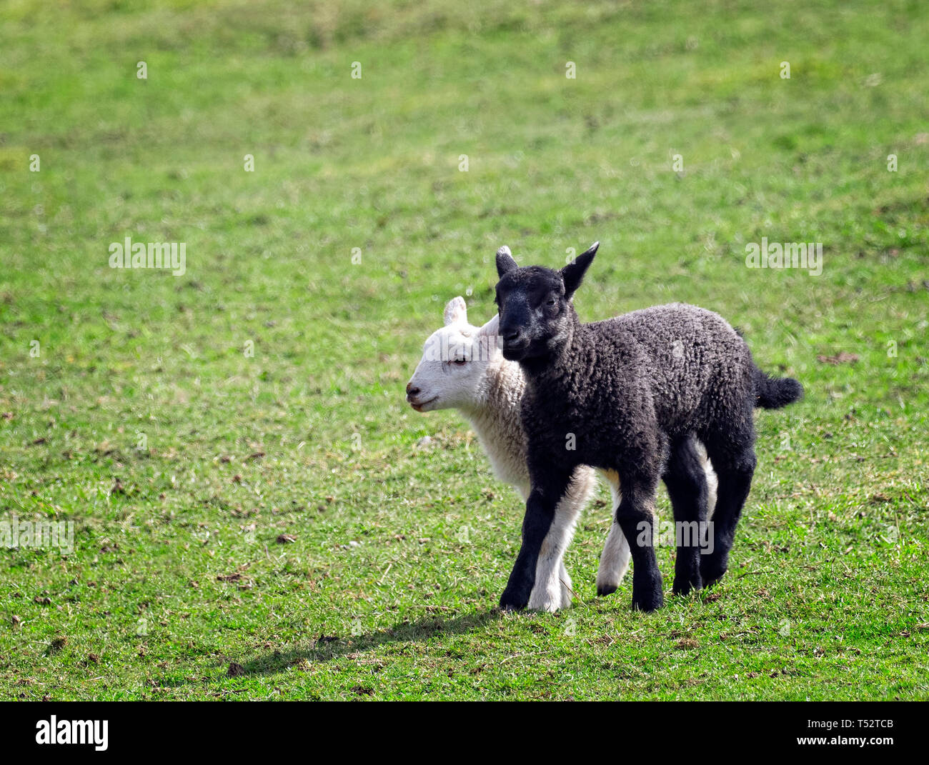 Black and White Lambs running in a field on a sunny spring day Stock Photo