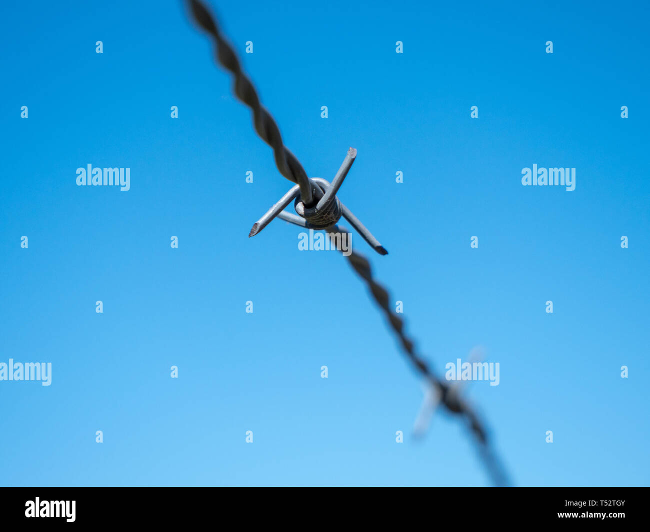 Barbed Wire Isolated on Blue Sky - A Concept for Security, Border Control, Migration Crisis Stock Photo