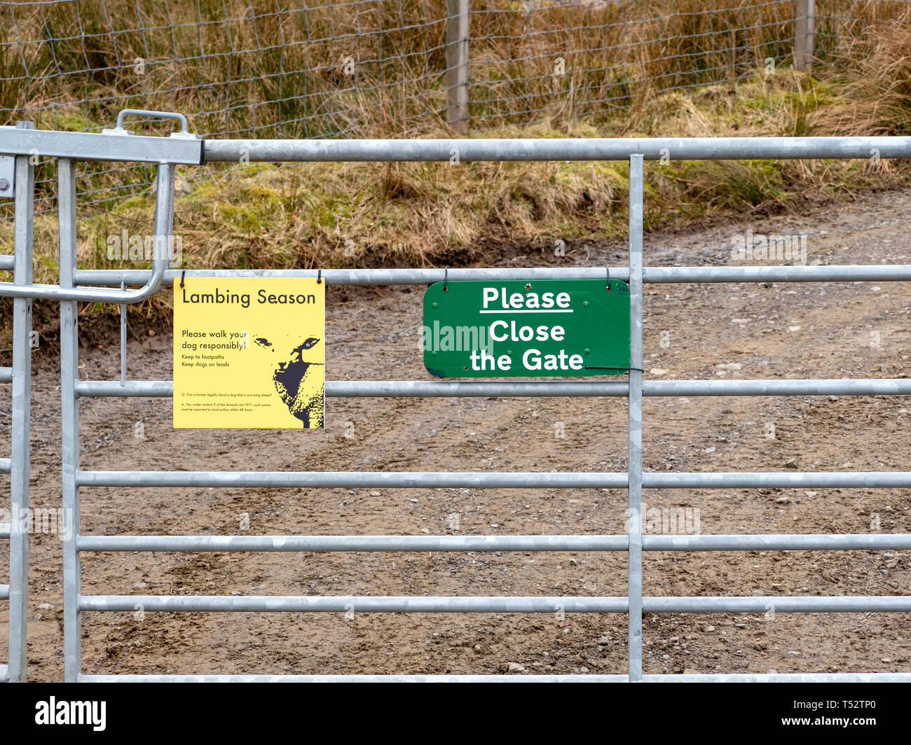 Please Close the Gate and Lambing Season Signs on Farm Gate, UK Stock Photo