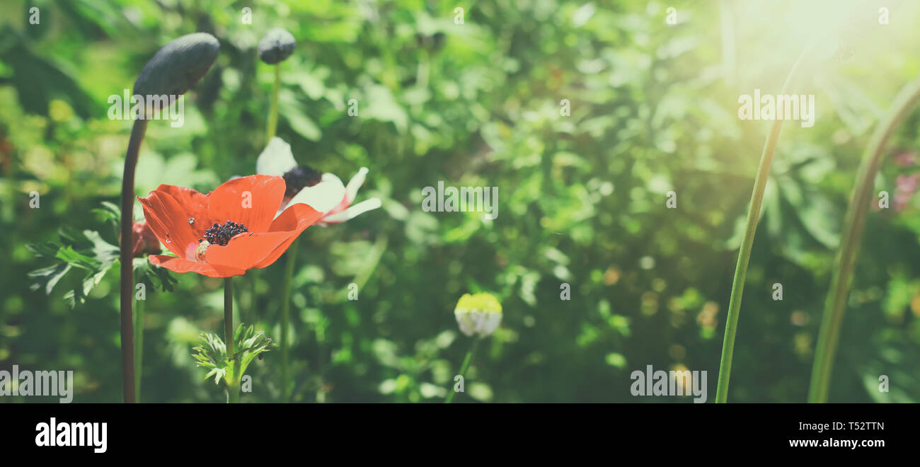 Abstract image poppies in poppy hi-res stock photography and images - Alamy