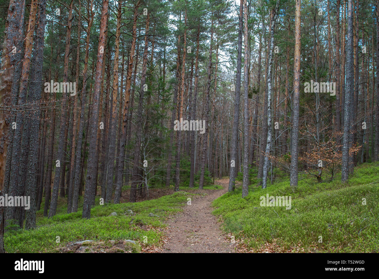 Wanderweg im Wald - Erlebnisweg Heinrichs, Waldviertel, Austria Stock ...