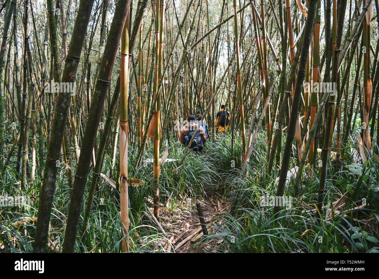 Bamboo forest mount kenya hires stock photography and images Alamy
