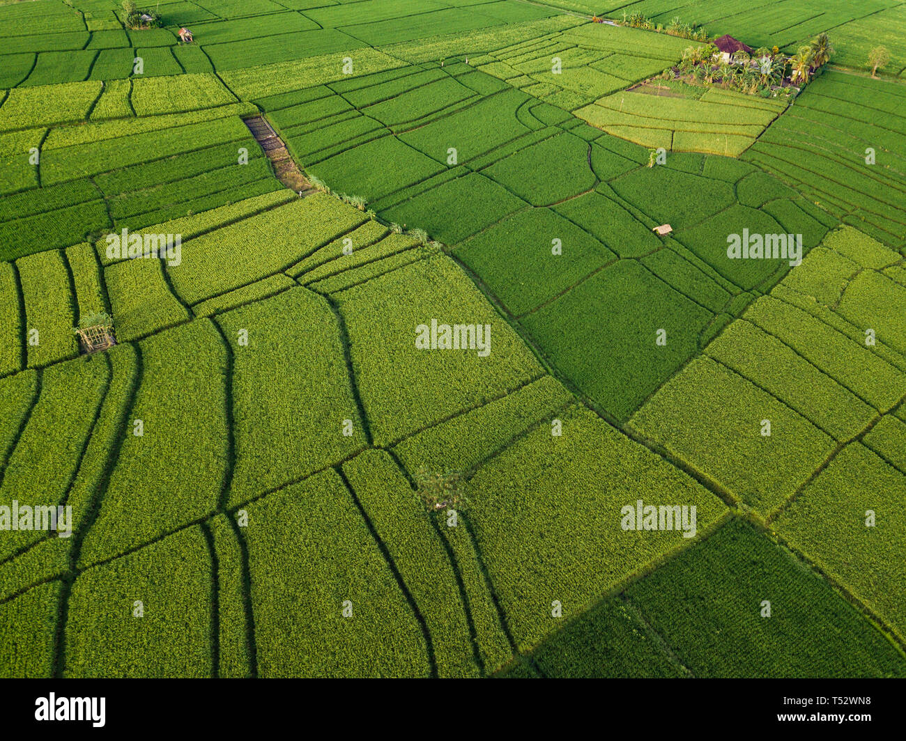 Aerial view of rice fields at day time,Bali,Indonesia Stock Photo - Alamy
