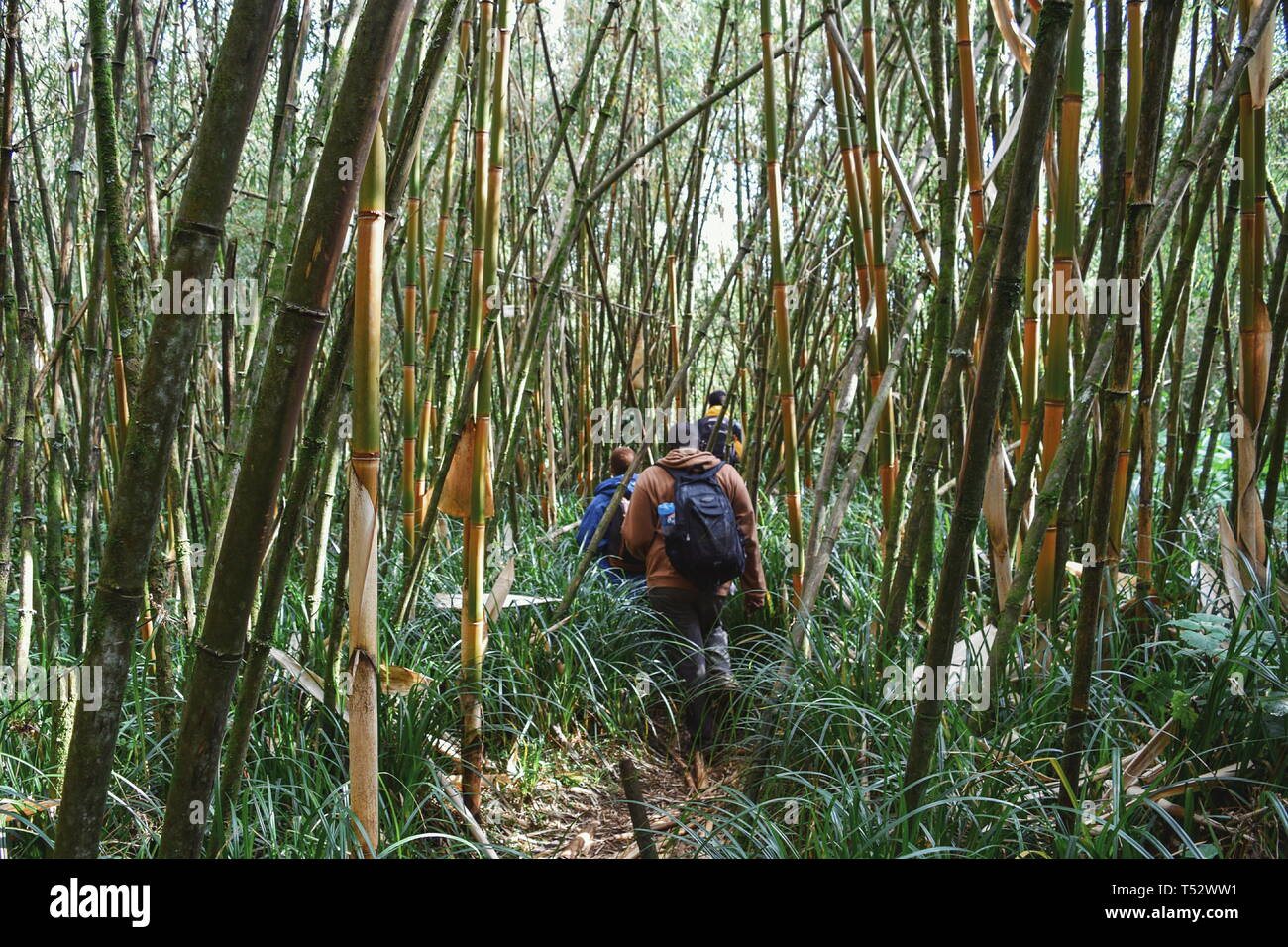 A group of hikers in the bamboo zone on the flanks of Mount Kenya,Aberdare Ranges Stock Photo