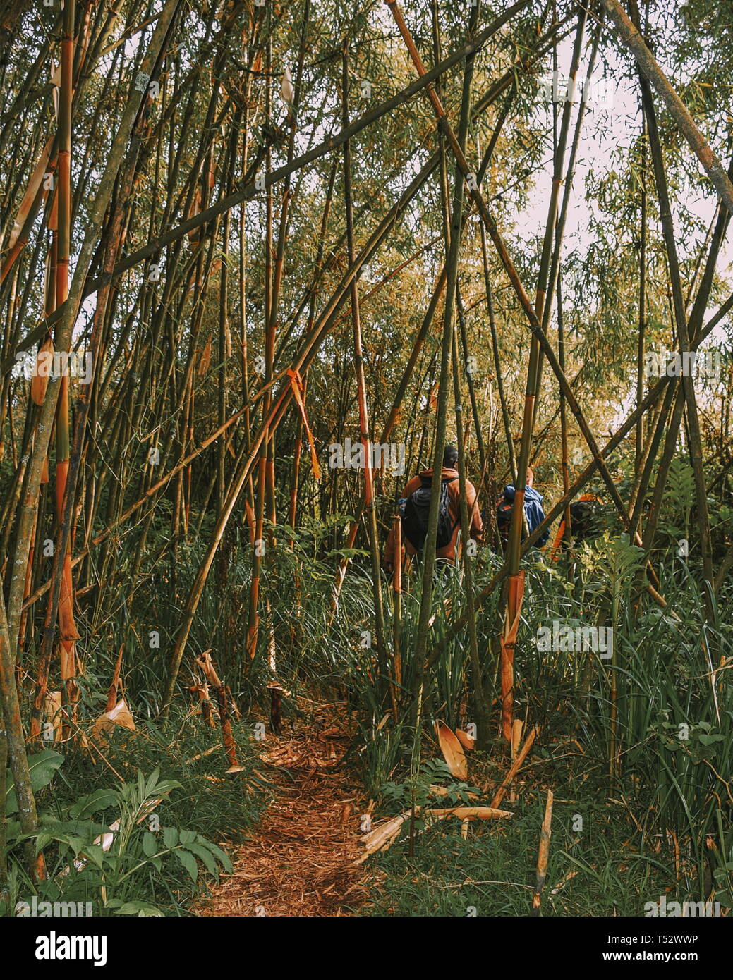 A group of hikers in the bamboo zone on the flanks of Mount Kenya,Aberdare Ranges Stock Photo