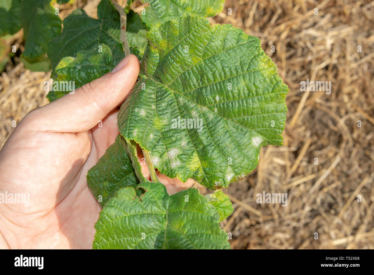 damaged leaves of hazelnut by weevil larvae close-up in human hand. Hazelnut garden a pests Stock Photo