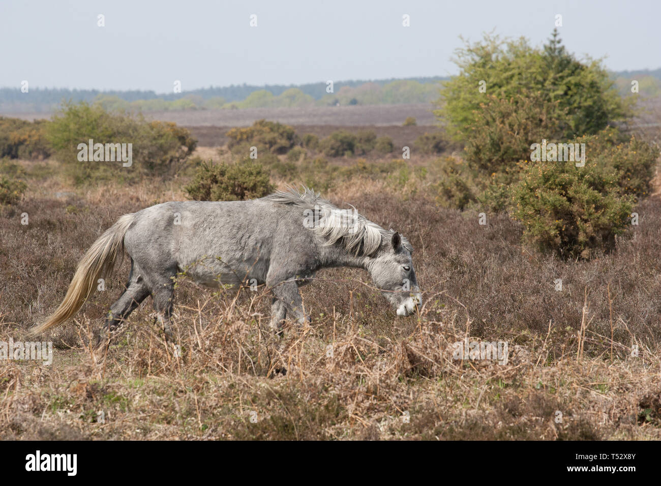 The New Forest Stock Photo