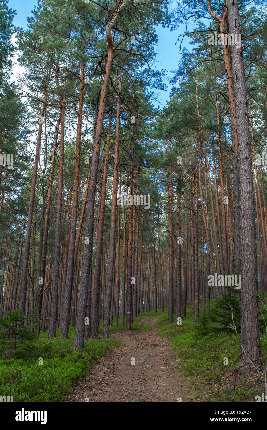 Wandern im wald hi-res stock photography and images - Alamy