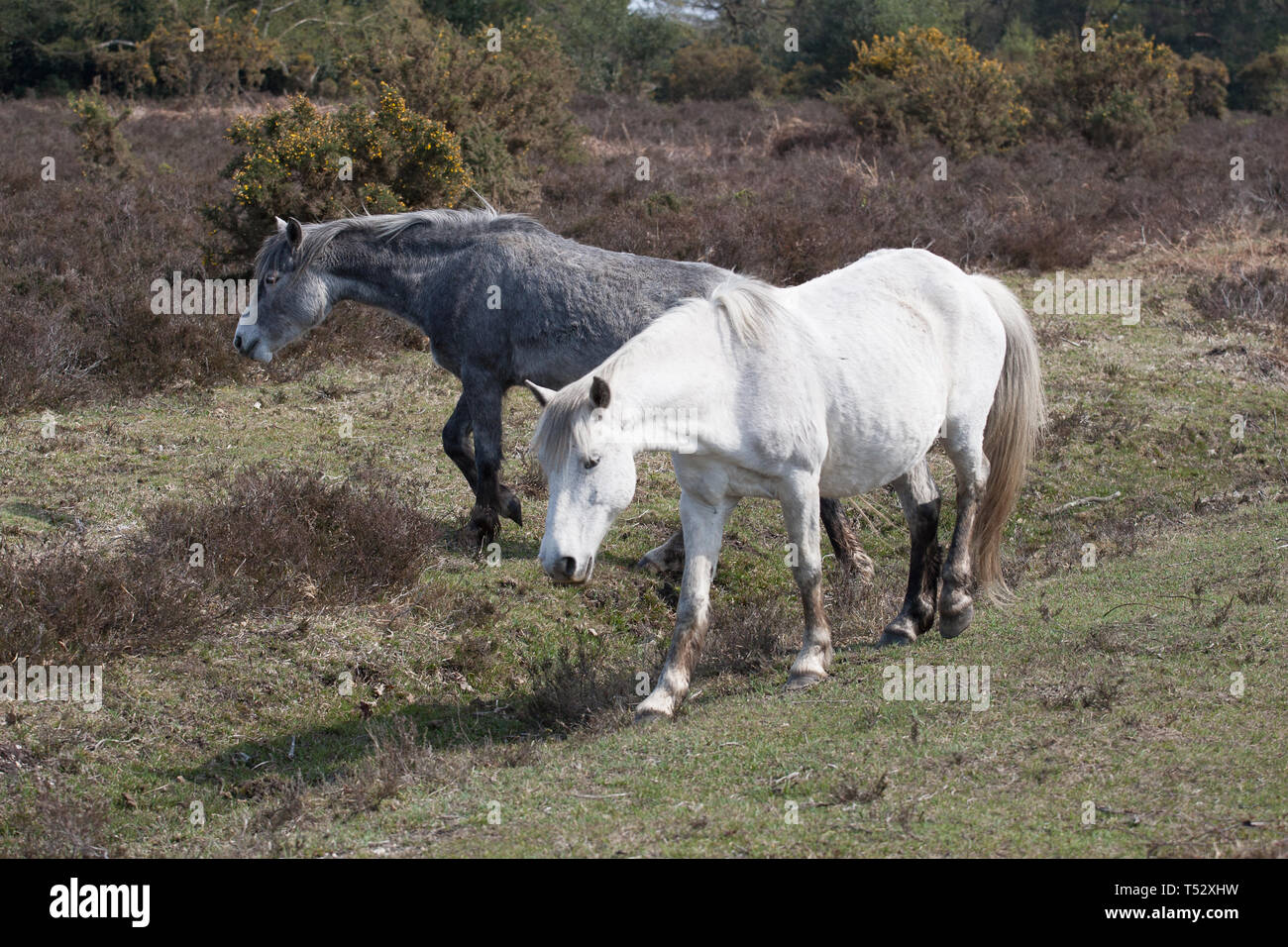 The New Forest Stock Photo