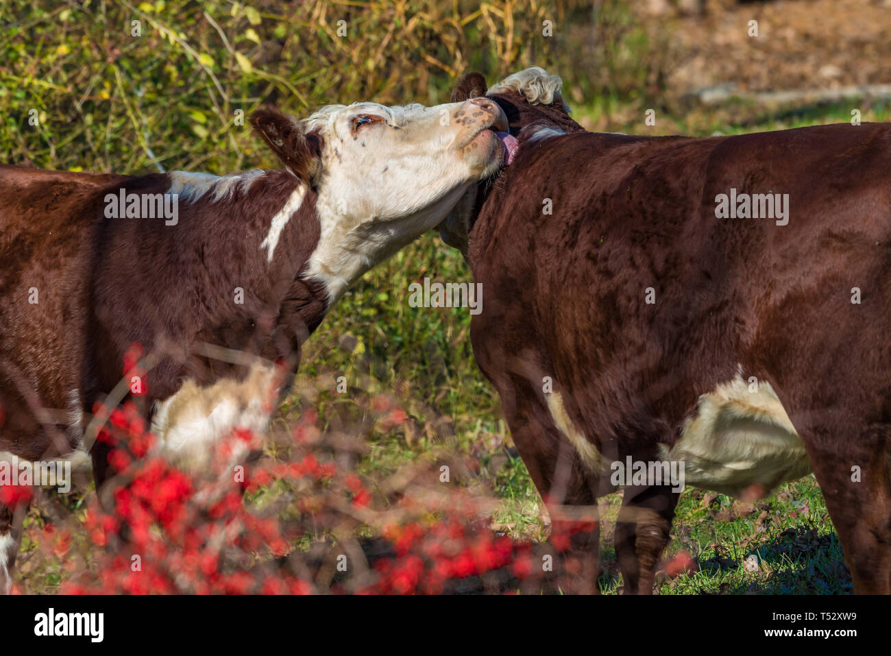 Cow licking friend in woods on an organic farm on an autumn day Stock Photo