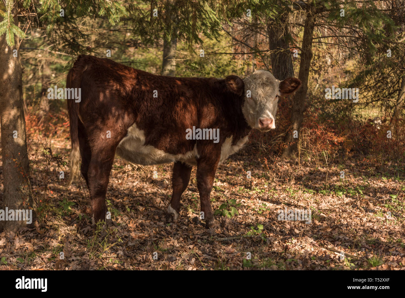 Young cow wandering in autumnal woodland Stock Photo