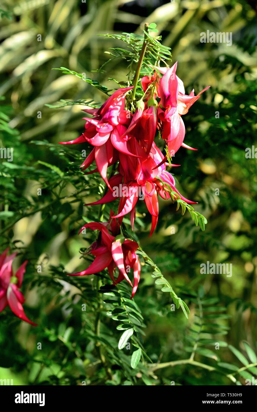 Red flowers of the Lobster Claw plant. Stock Photo
