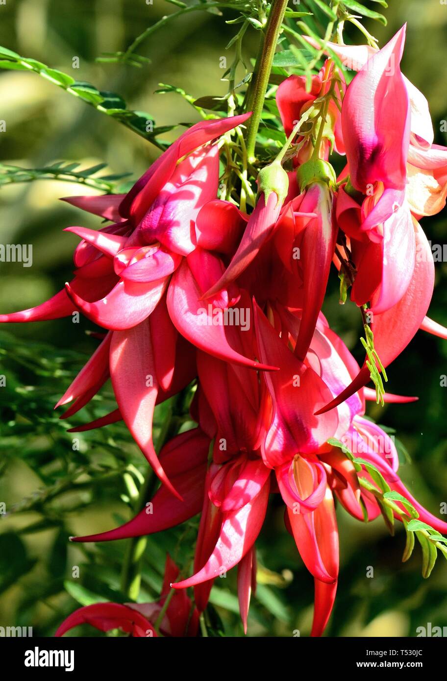 Red flowers of the Lobster Claw plant. Stock Photo