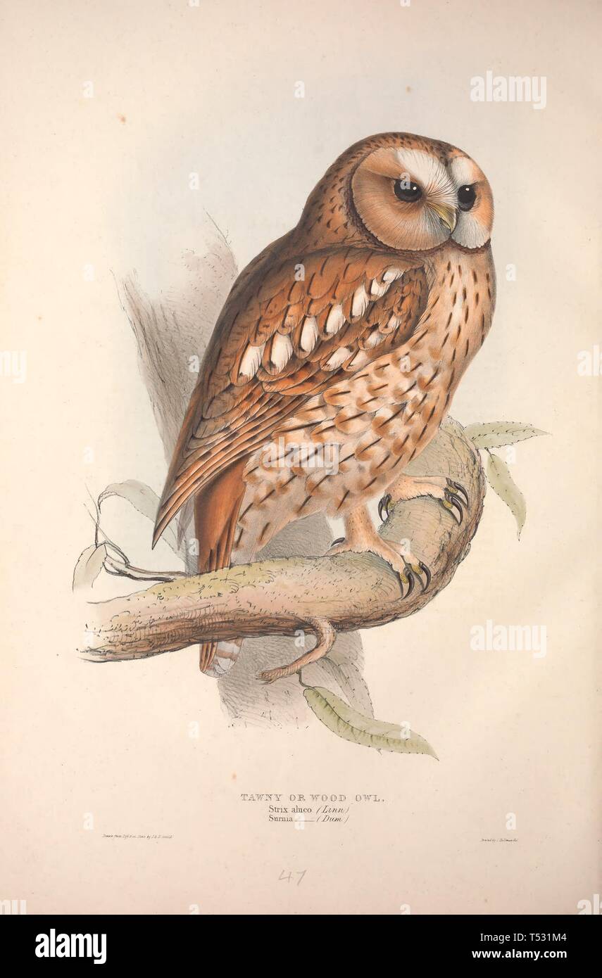 Beautiful Vintage Hand Drawn Illustrations Of European Birds From Old Book It Can Be Used As Poster Or Decorative Element For Interior Design Stock Photo Alamy