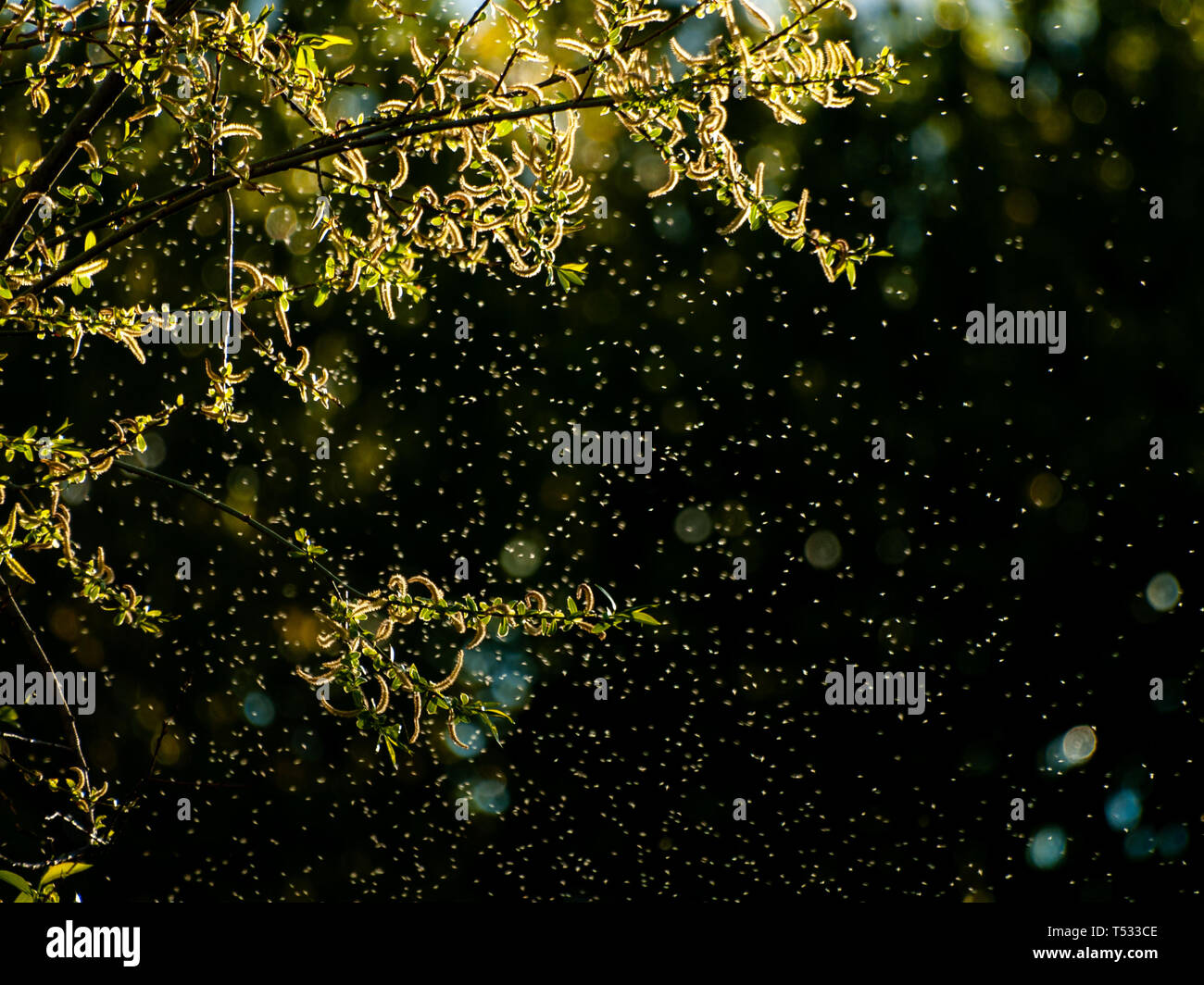 A cloud of mosquitoes in the forest on a bokeh background Stock Photo