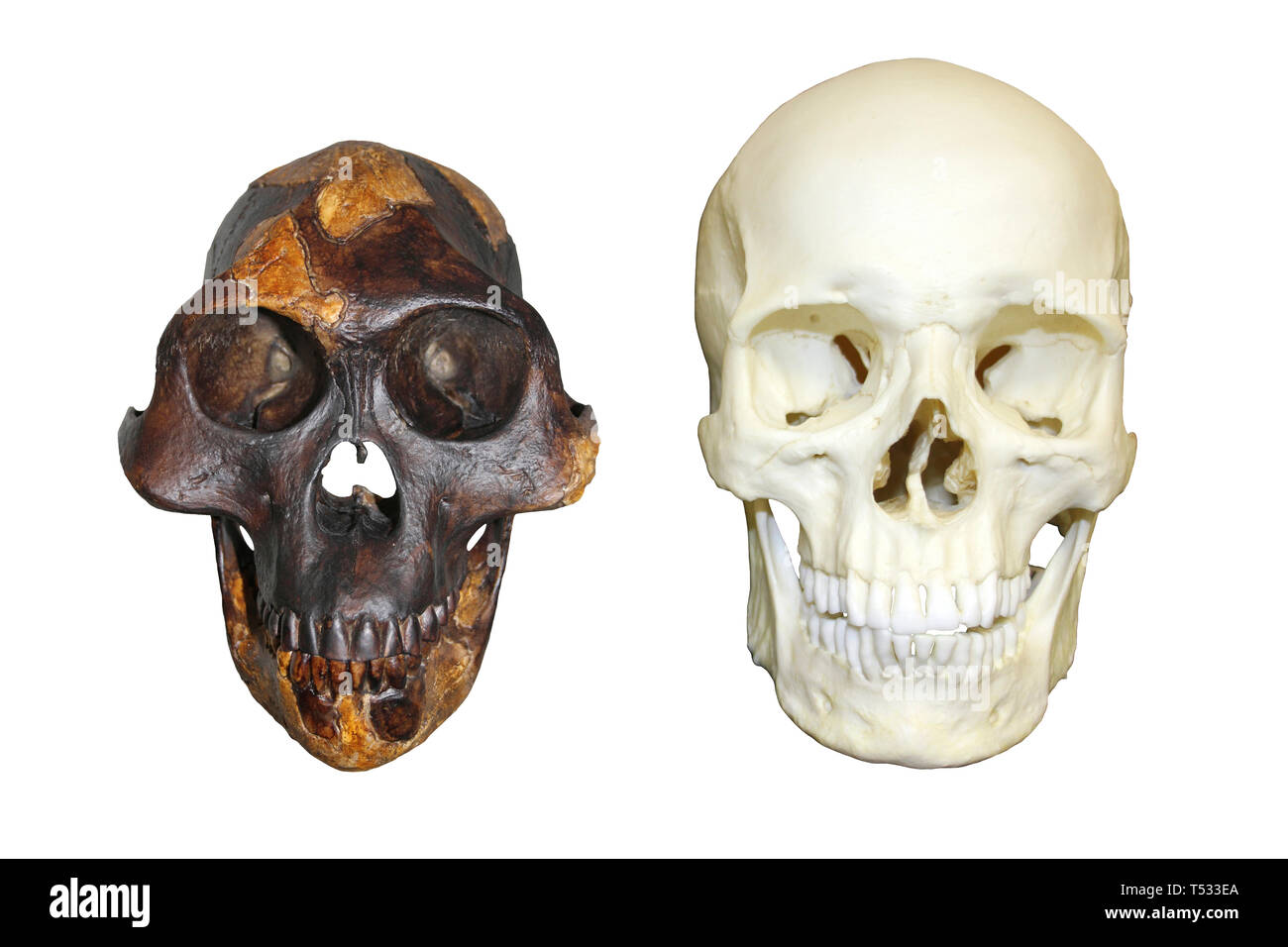 Skull of Lucy Australopithecus afarensis vs Modern Human Homo sapiens Stock Photo