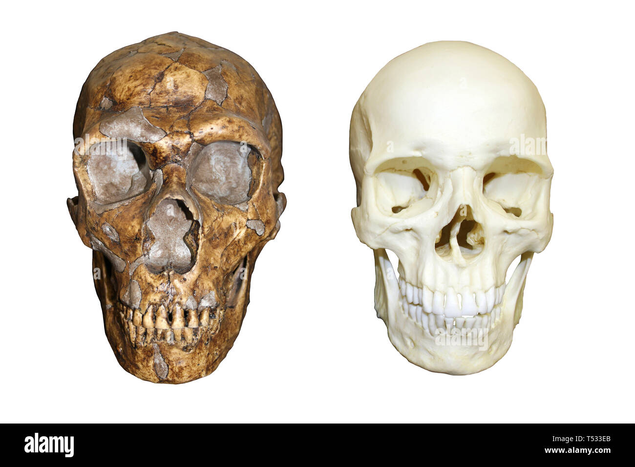 Neanderthal Skull vs Modern Human Homo sapiens Stock Photo