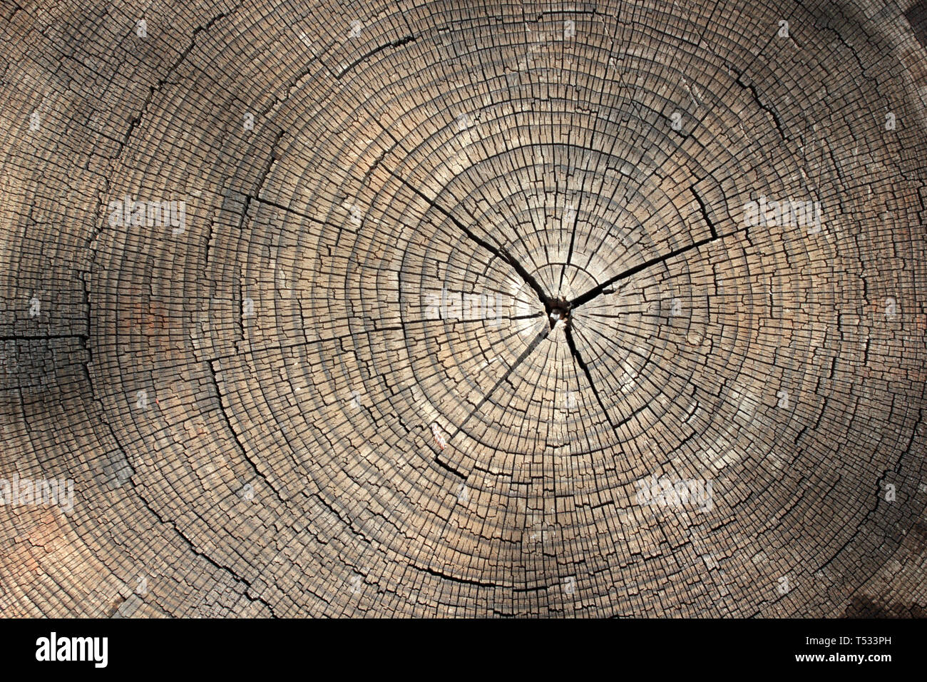 Tree rings texture background Stock Photo - Alamy