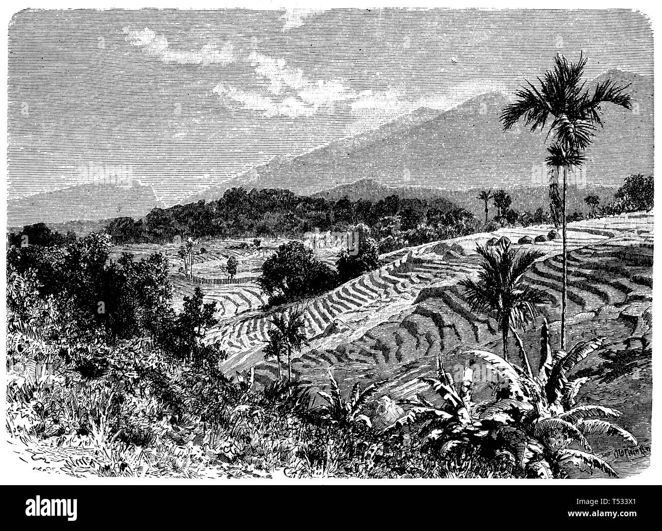 Rice fields on Java, Olaf Winkler  1897 Stock Photo