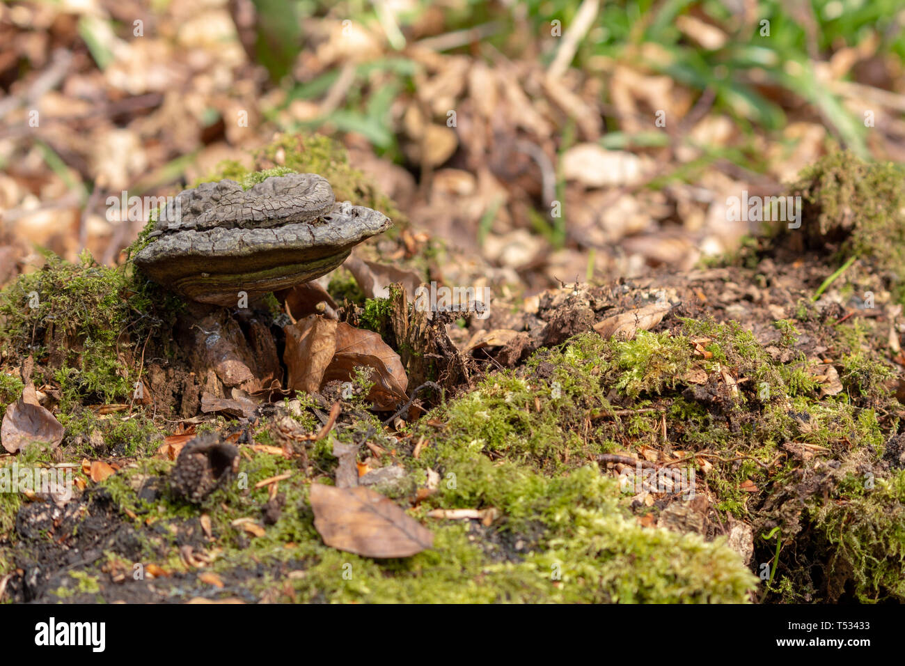 Hoof fungus (fomes formentarius) growing on a dead birch tree stump in a forest. Stock Photo