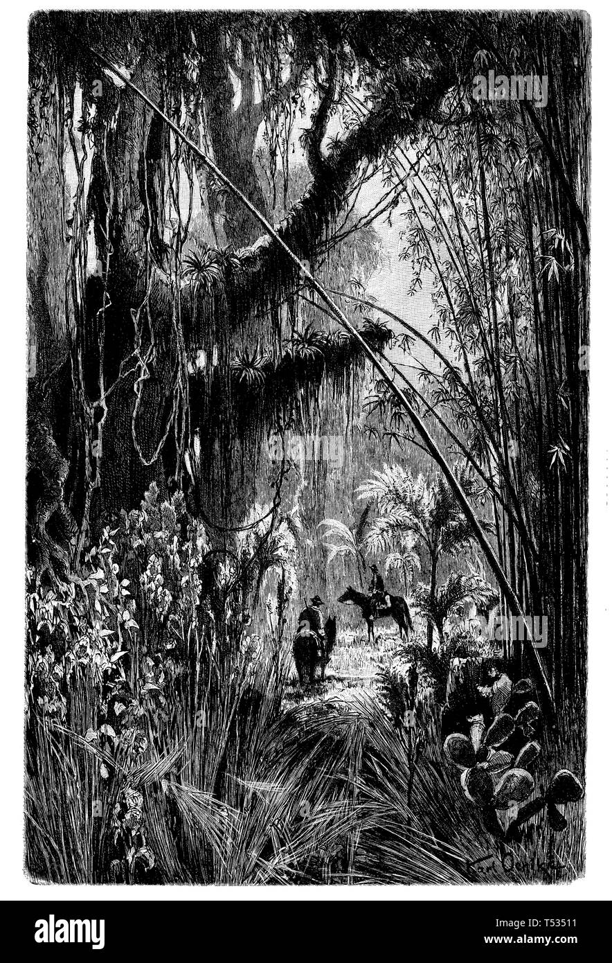 Jungle in the Cordilleras off Salta, Argentina, Karl Oenike  1897 Stock Photo