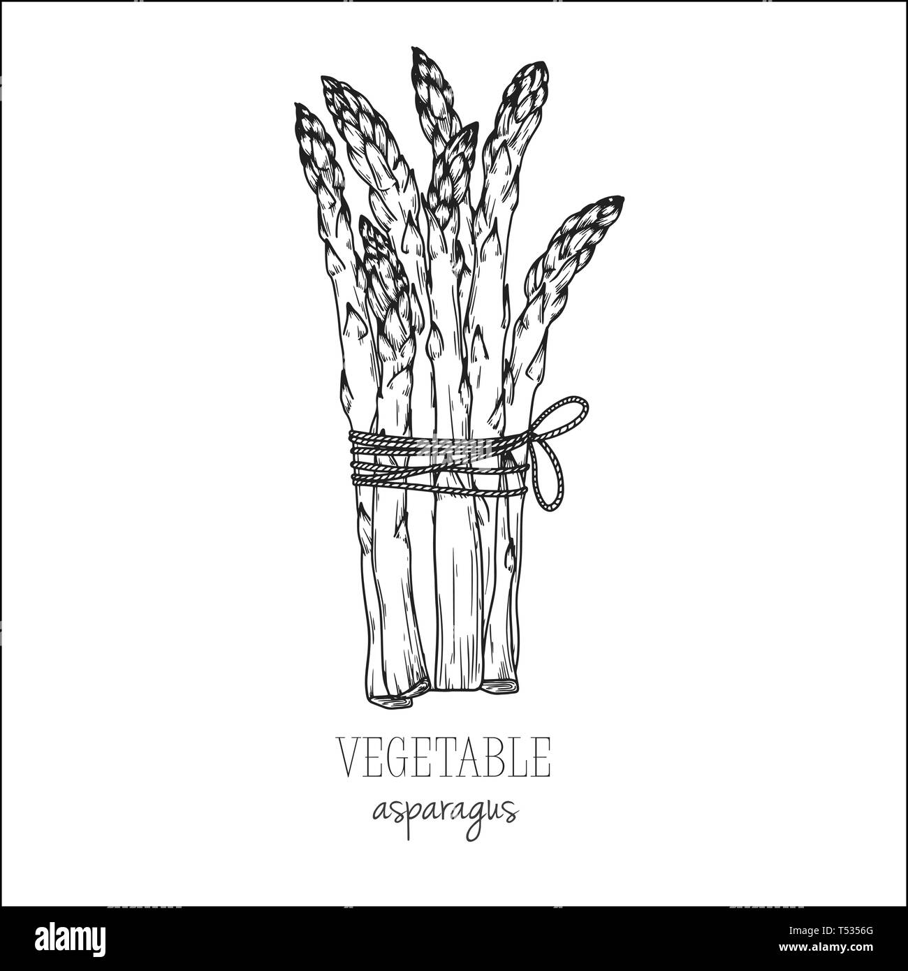 Featured image of post Asparagus Drawing Not everyone likes to eat such products as asparagus but probably any aspiring artist would like to learn how to draw this vegetable correctly