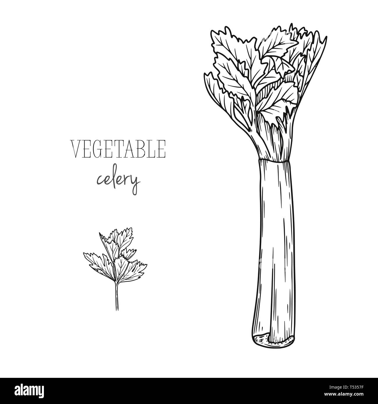Celery Clip Art Black And White