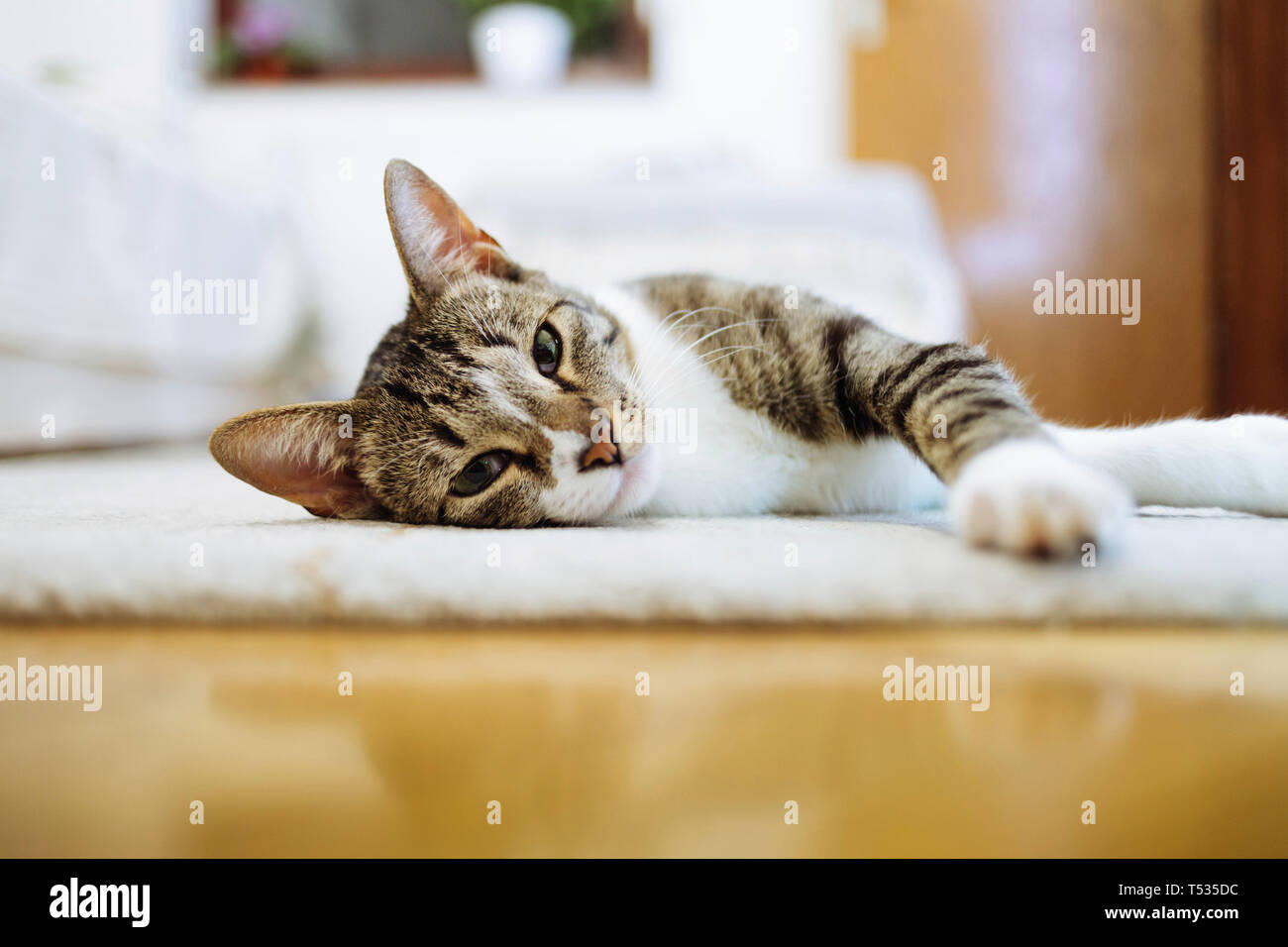 Cat relaxing on carpet at home Stock Photo