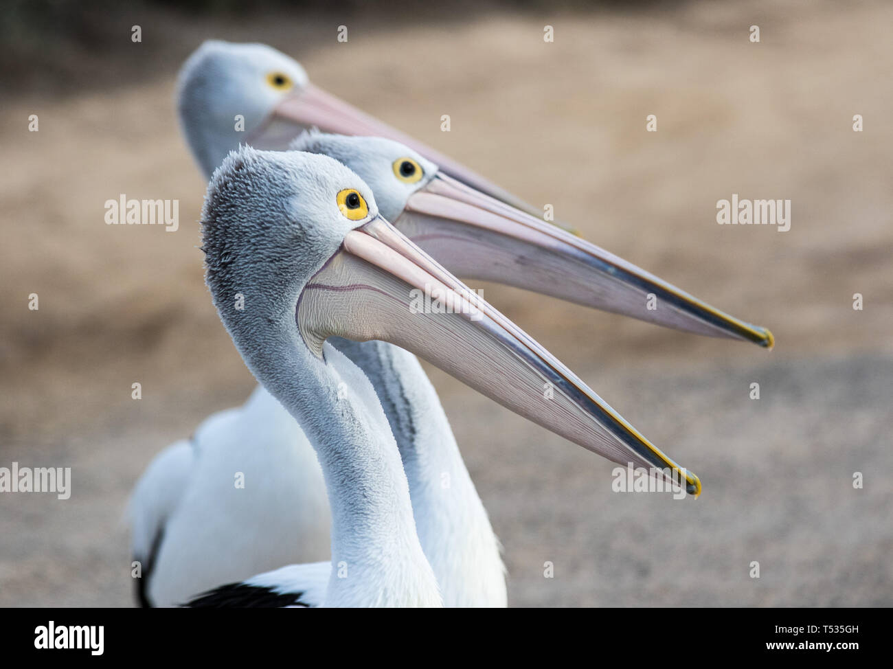 Australian Pelican Pelecanus conspicillatus grouped up in line ready to fish on sandy beach. Australia Stock Photo