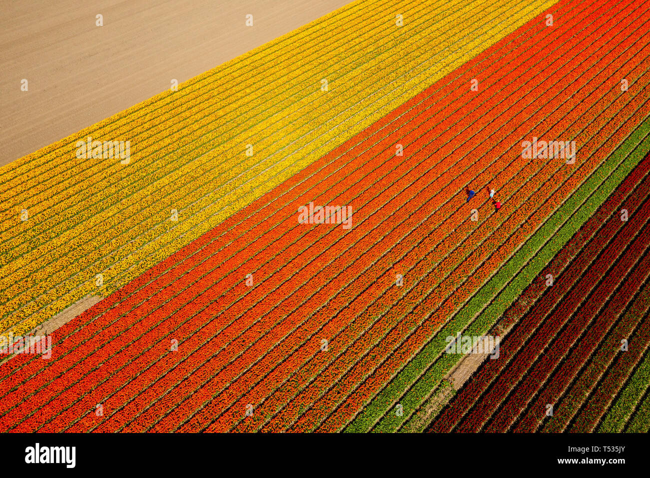 Typical Dutch landscape with wind turbines in water with red / purple tulip field on the foreground Stock Photo