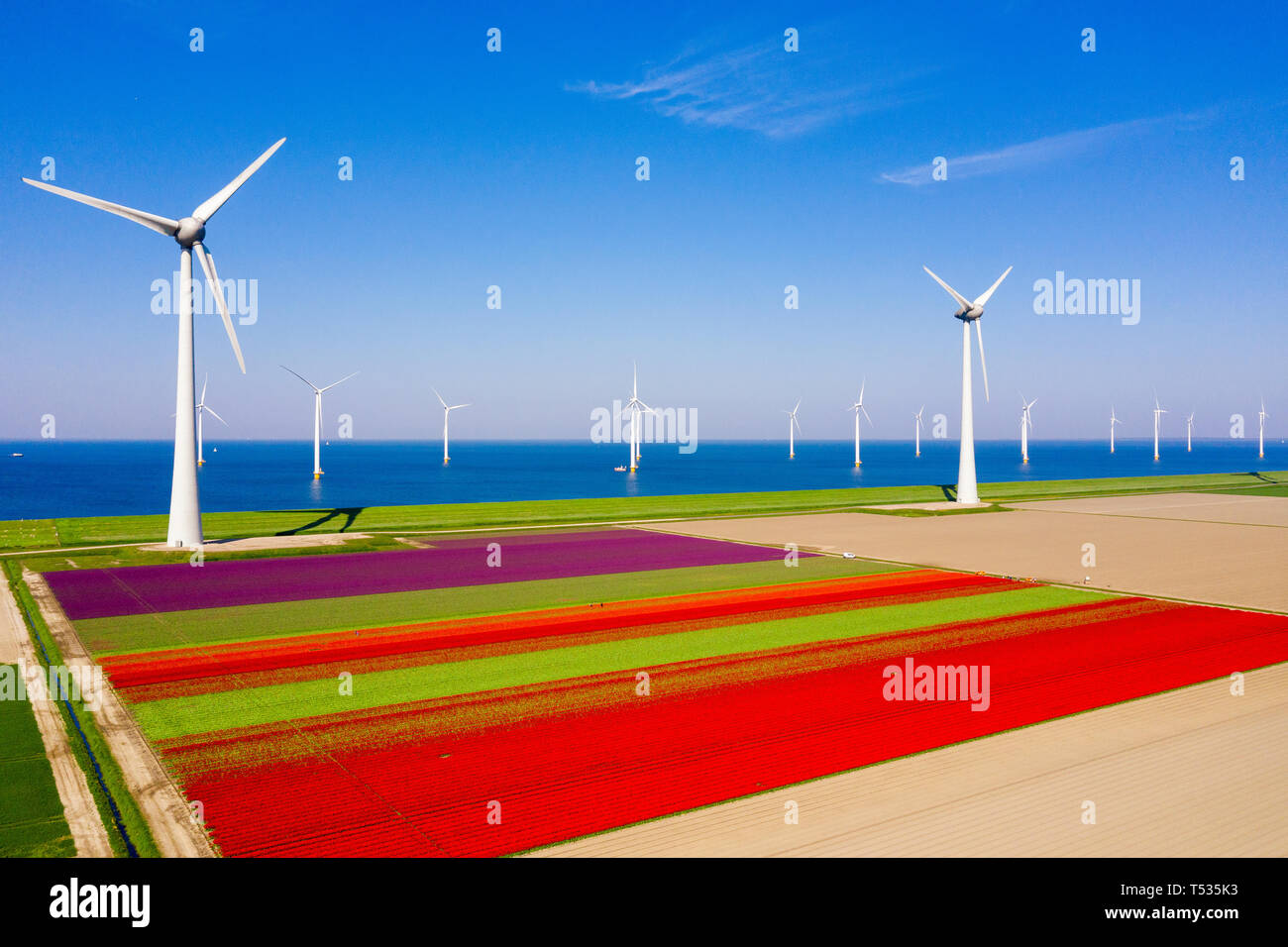 Typical Dutch landscape with wind turbines in water with red / purple tulip field on the foreground Stock Photo