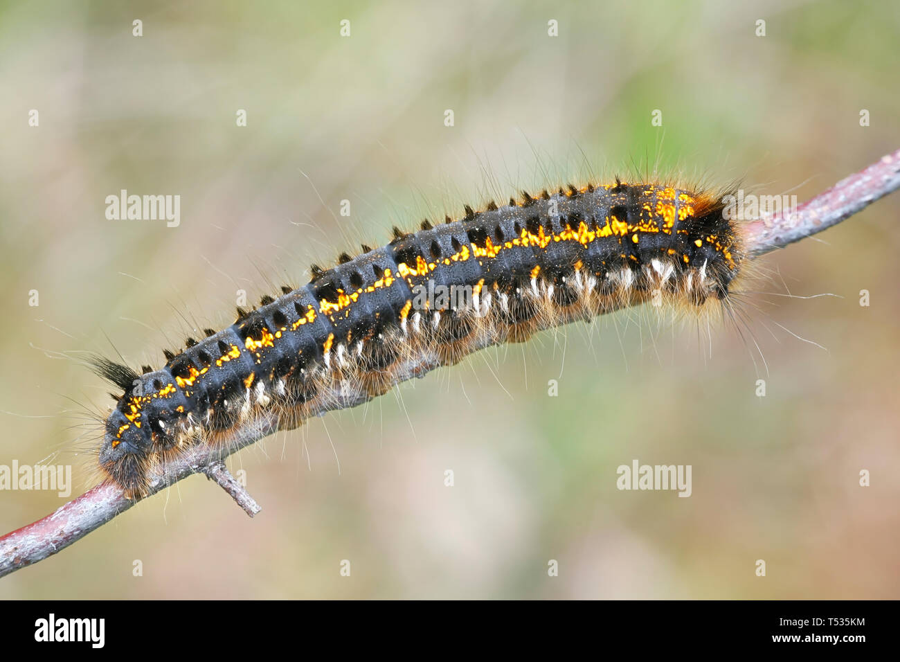 Euthrix potatoria, the drinker, a moth caterpillar of the family Lasiocampidae Stock Photo