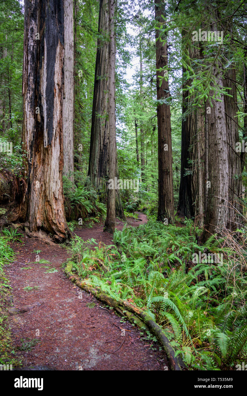 Trail Winds Around Redwood Trees in pacific northwest forest Stock