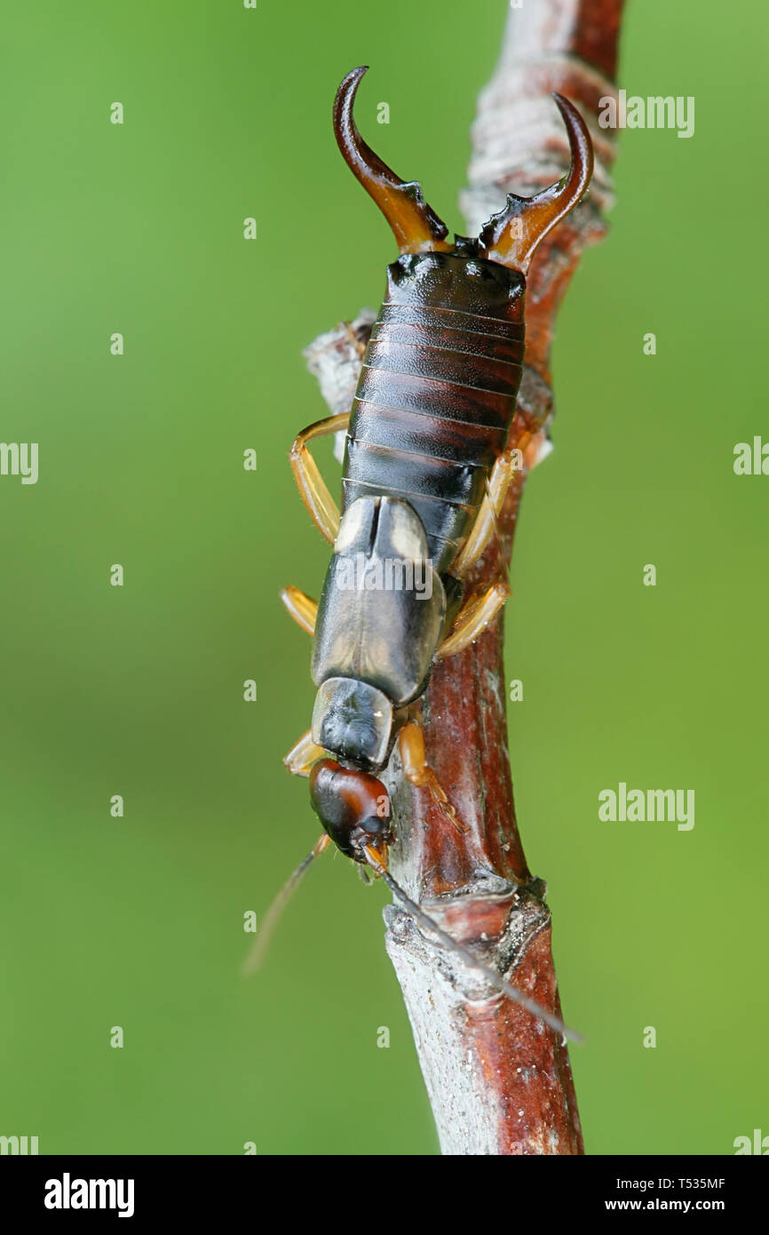 European earwig hi-res stock photography and images - Alamy