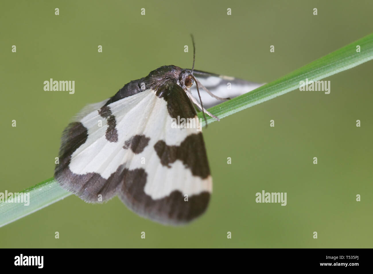 Clouded border, Lomaspilis marginata,  a geometroid moth Stock Photo