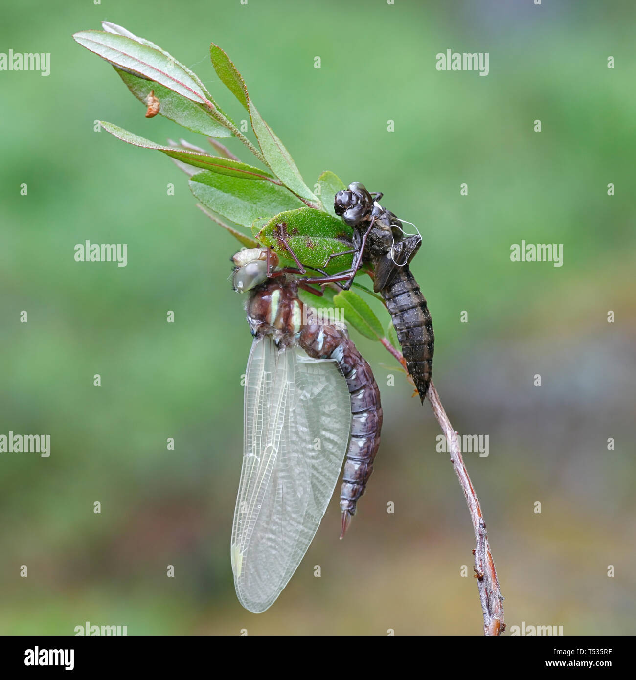 Hatching brown hawker dragonfly, Aeshna grandis, drying its wings before first flight Stock Photo