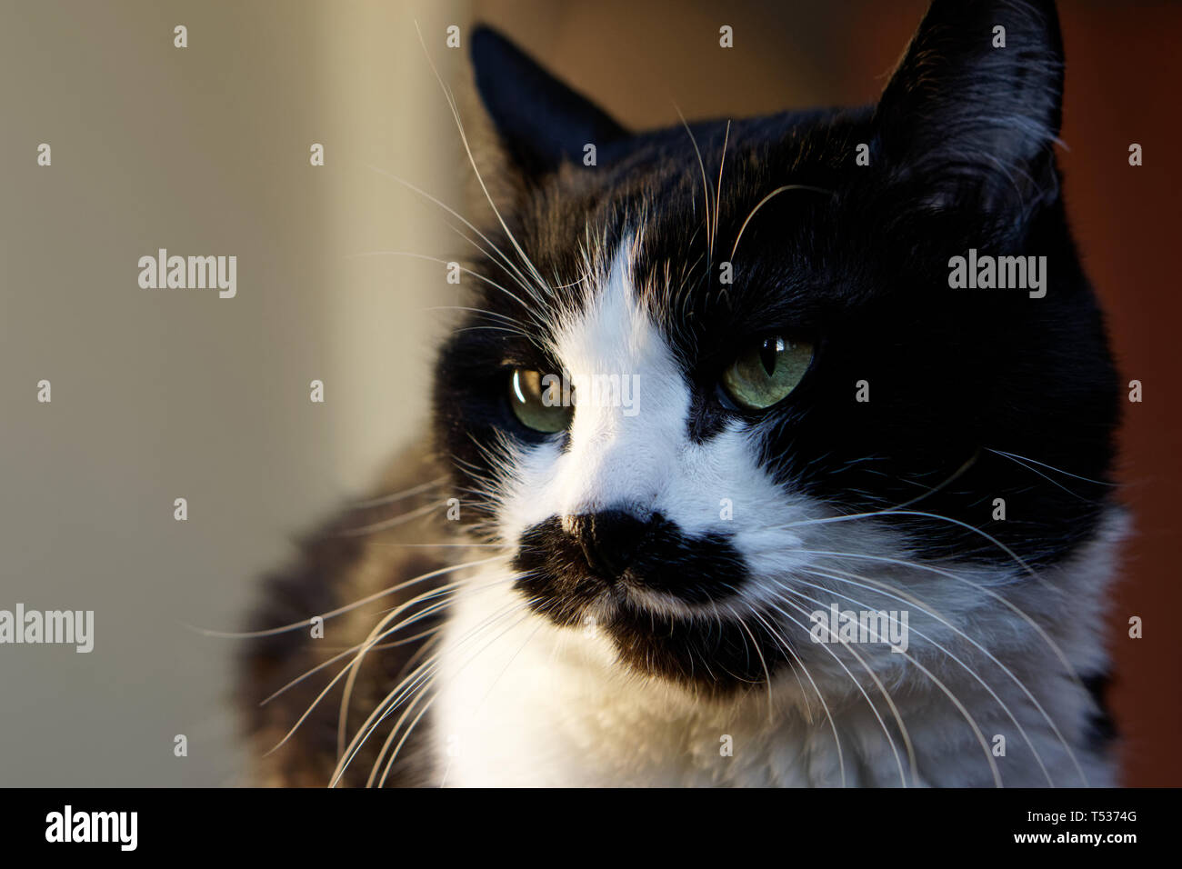Funny Black And White Cat With An Unusual Muzzle Examines The Environment Pets Stock Photo Alamy Funny Black And White Cat With An Unusual Muzzle Examines The Environment Pets Stock Photo Alamy