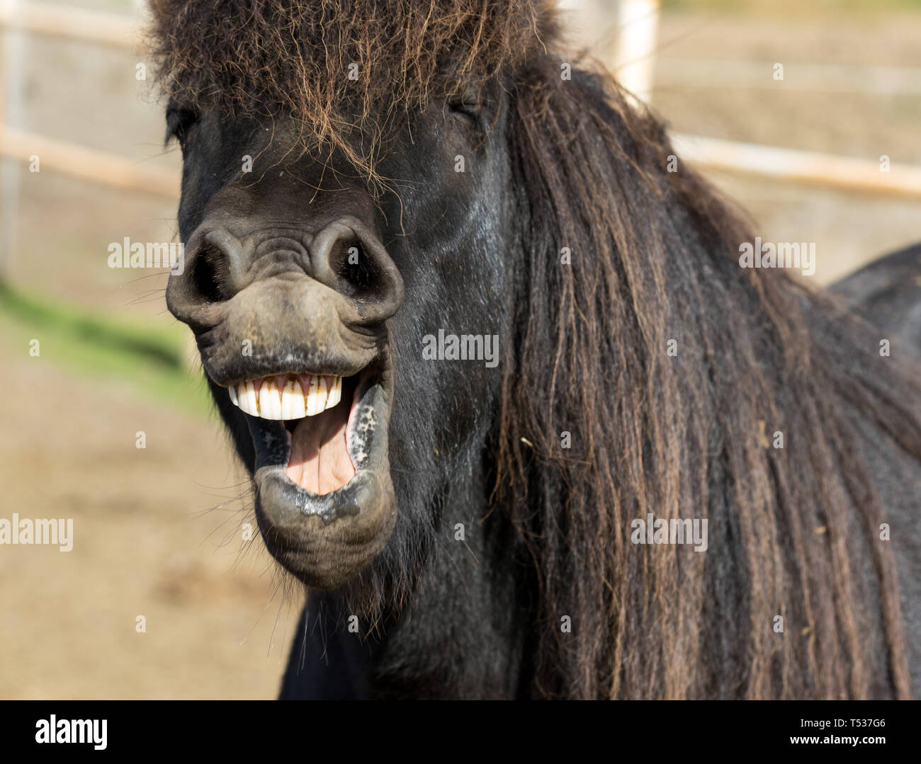 Funny icelandic horse smiling and laughing with large teeth. Selective focus on the teeth and nose Stock Photo