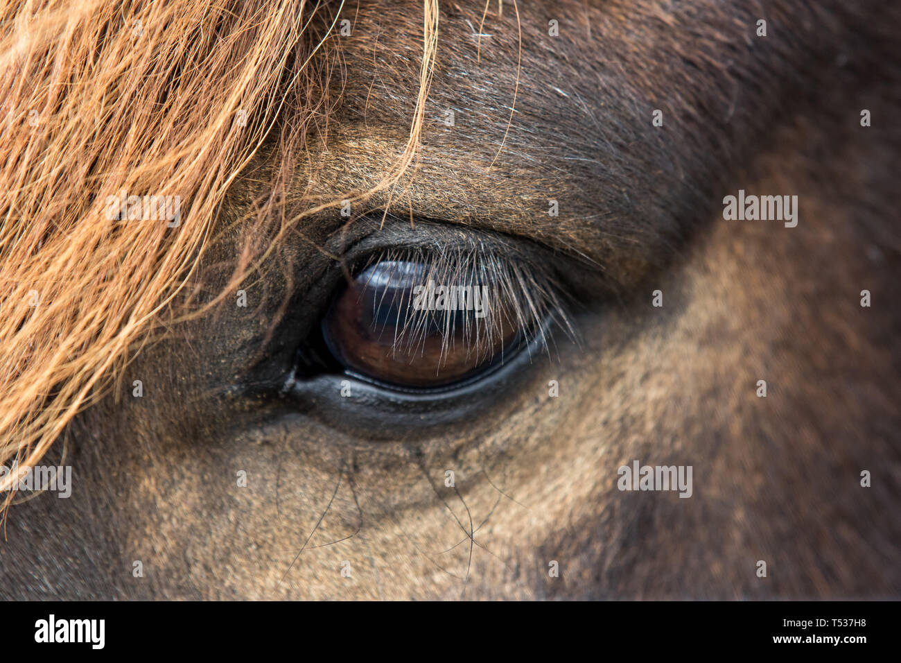 Close up beautiful big bright dark eye of icelandic horse with with eyelashes and an orange fringe Stock Photo