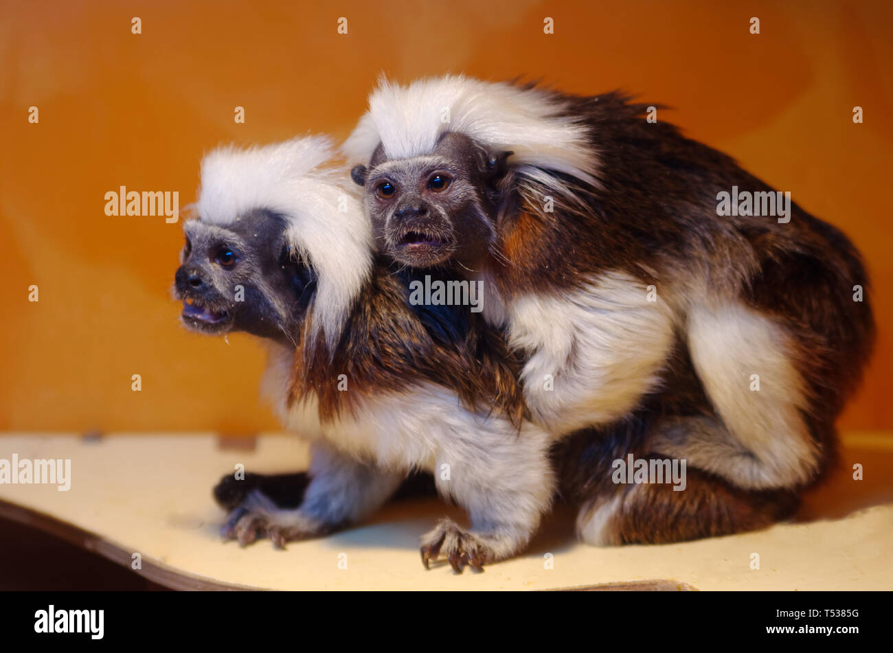 Oedipus tamarin - small monkeys of the marmoset family. Unusual ...