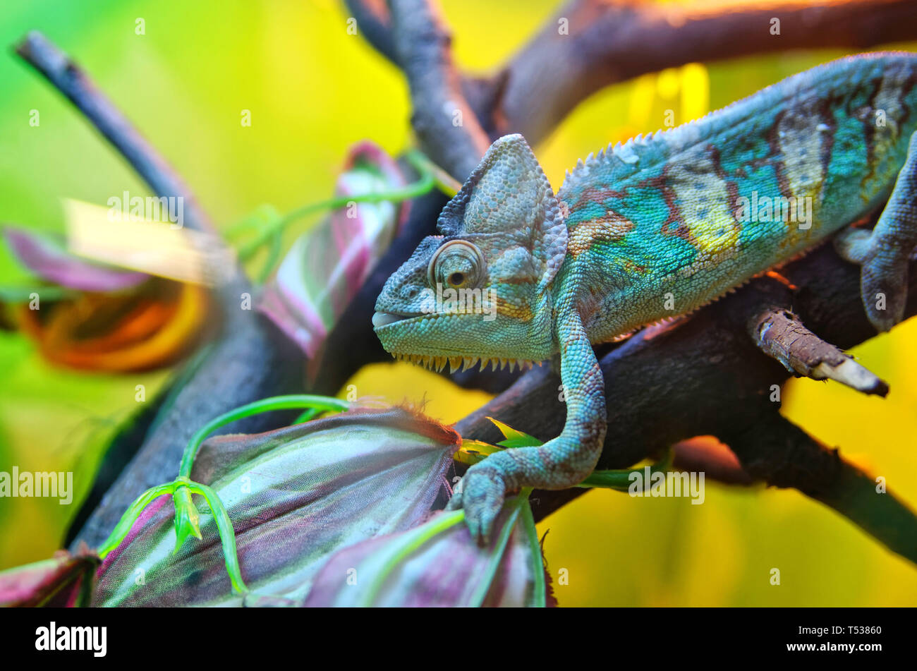 Chameleon on a tree branch. Successful disguise under a multi-colored environment. Reptile, lizard. Stock Photo