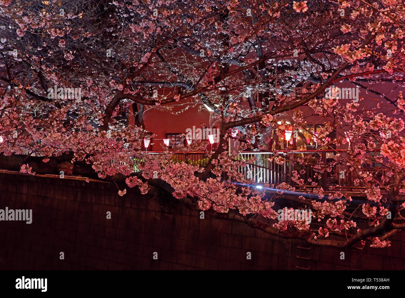 Beautiful pink sakura cherry blossom flower in Japan Tokyo downtown street at night Stock Photo