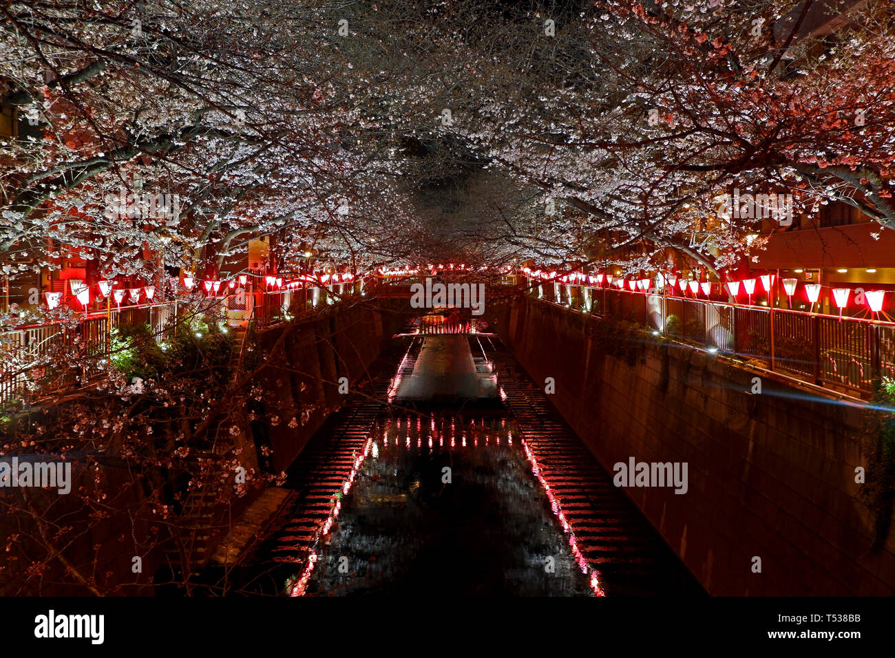 Beautiful pink sakura cherry blossom flower in Japan Tokyo downtown street at night Stock Photo