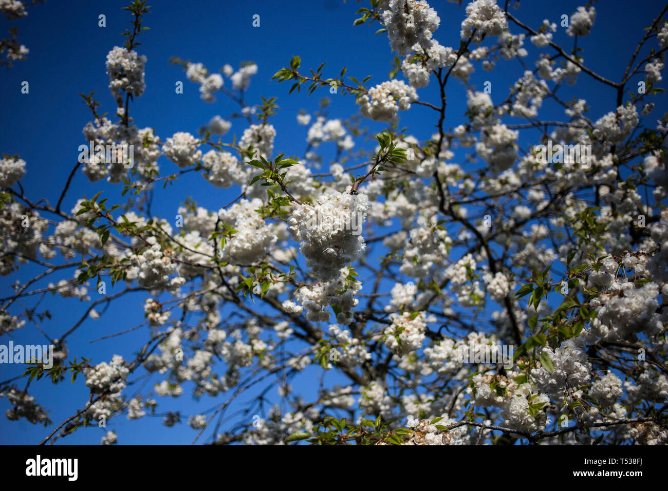 Blossom on trees in Heelands, Milton Keynes Stock Photo
